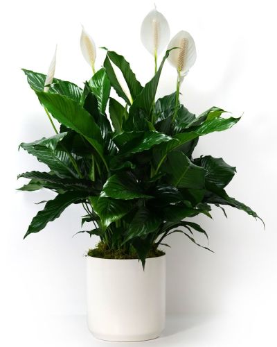 Grand Peace Lily