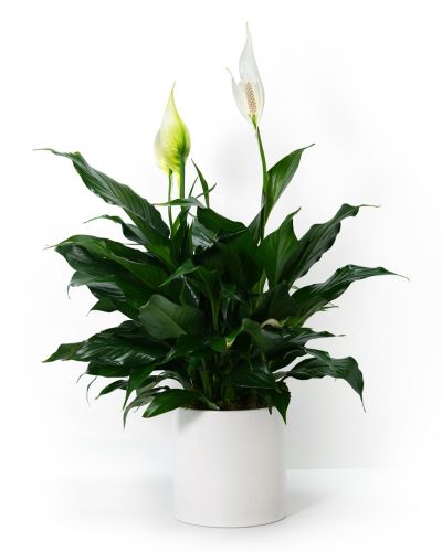 Peace Lily Grace