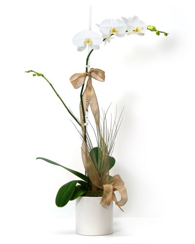 Dressed Single White